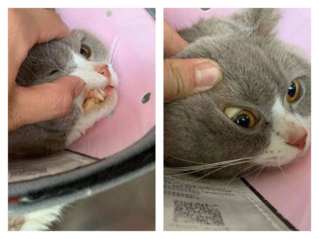 黄疸症状安徽寿县仁爱宠物诊所6月14日收治了一名叫小小的蓝白猫咪