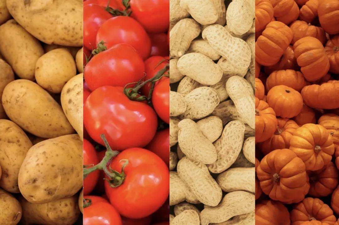 还有 马铃薯,番茄,花生,南瓜,番薯等等.