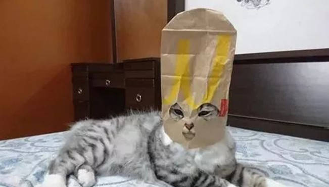 原创主人突发奇想用纸袋子给猫咪做了一个面具戴上的瞬间秒笑喷