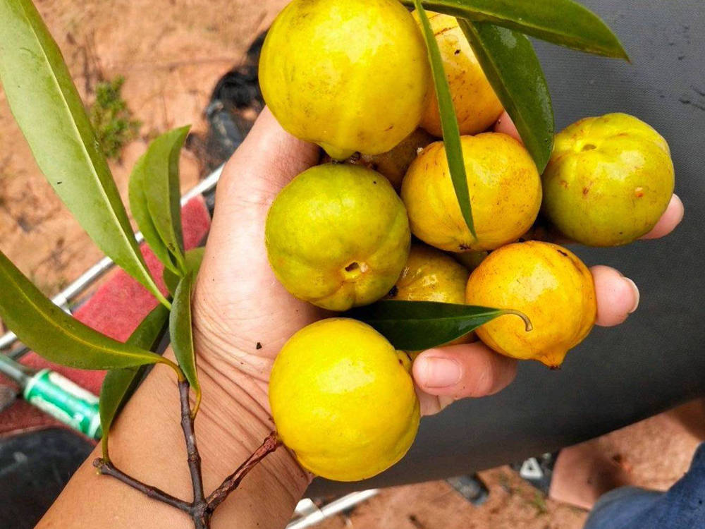农村一种"野山竹",酸甜可口,吃完牙齿会变黄,你吃过吗?