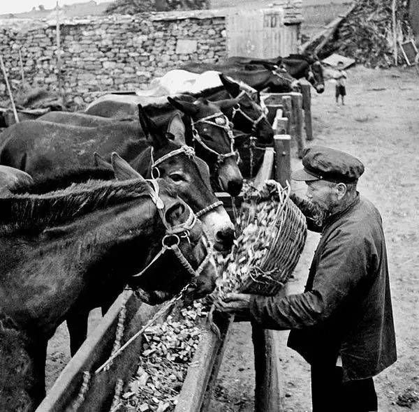 1953年,辽宁大连,喂牲口.