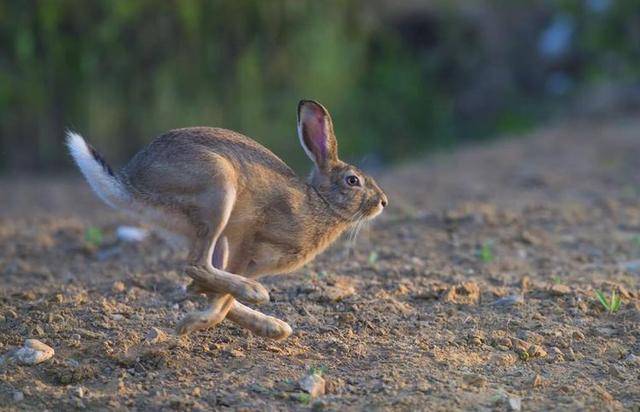 原創野兔也成了瀕危物種生物大滅絕真的要出現了嗎