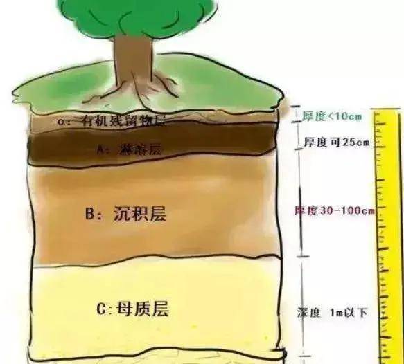 土壤剖面五个基本层次图片