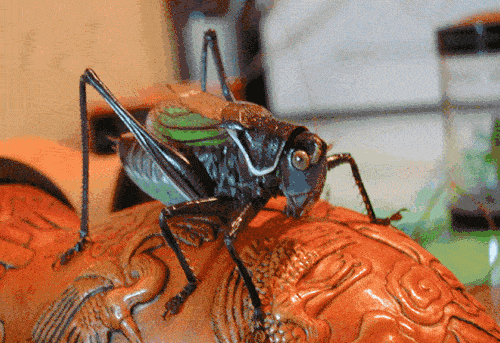 原创此次四川发现的8厘米巨型螽斯,它和普通蝈蝈相比有何不同?