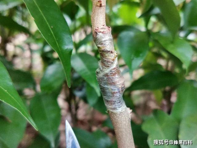 嫁接技术:果树苗木嫁接处形成树瘤疙瘩危害大,怎么办?-搜狐大视野-搜狐新闻