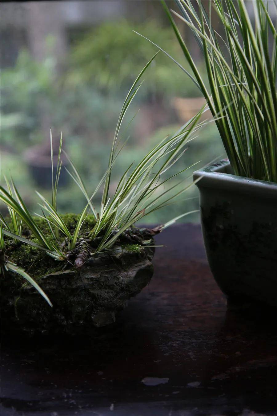 走进大蒙的菖蒲艺术世界品一份恬淡生香