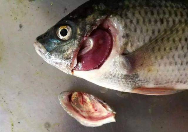 除了眼睛以外,鱼鳃也是比较重要的一点,所以我们挑选