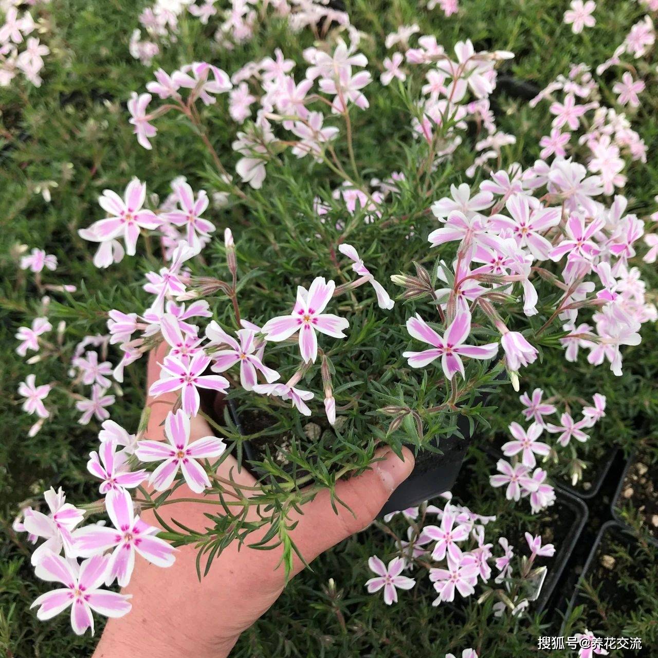 一株丛生福禄考种院子可长成花毯种花盆花朵开满盆特好养