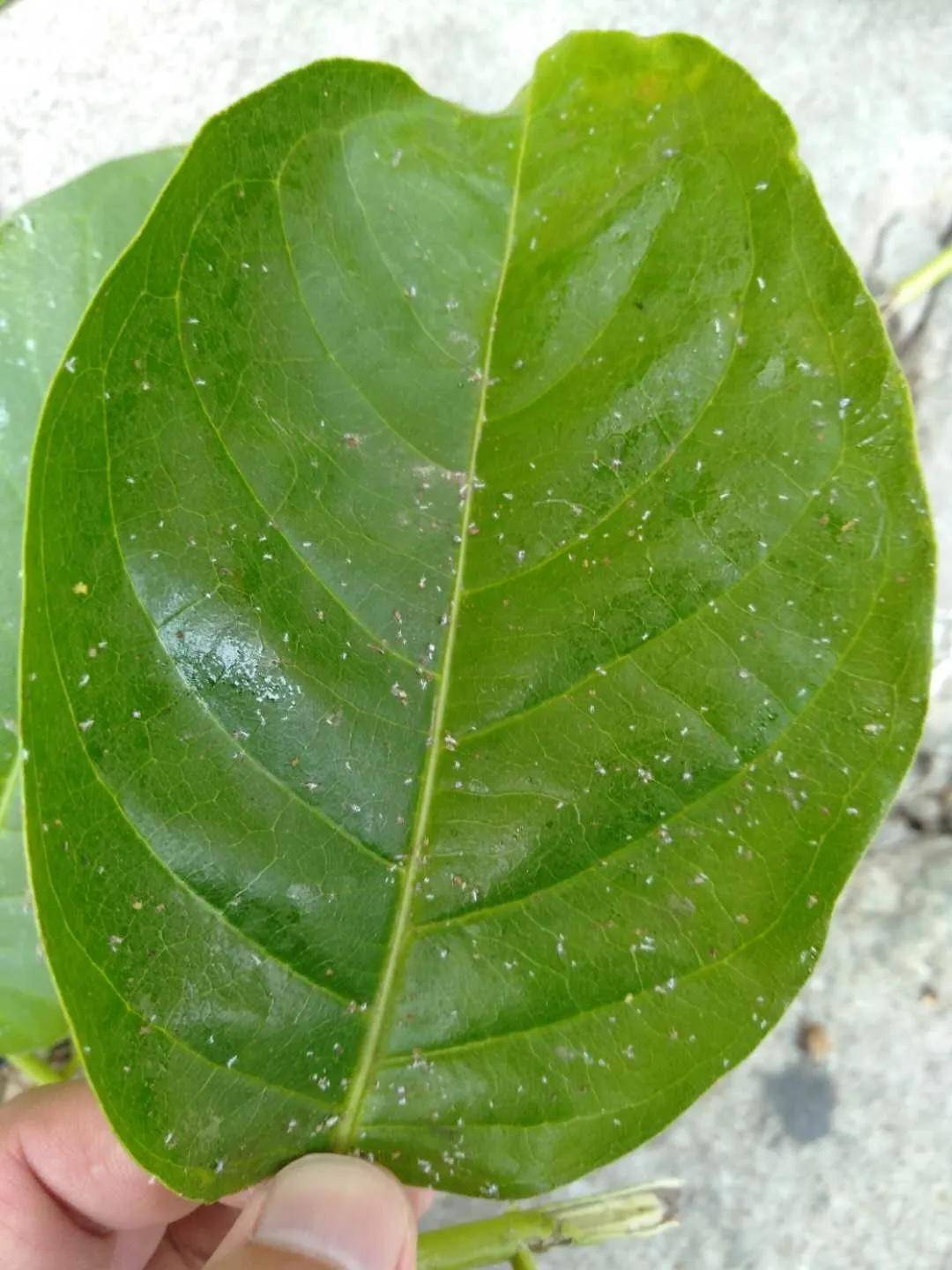 蚜虫分泌蜜露图片