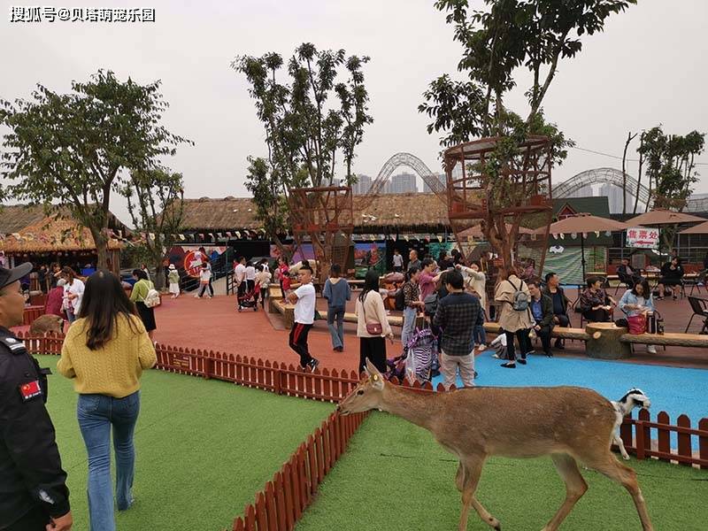 贝塔室外萌宠乐园加盟,适合家庭型消费动物体验类产品