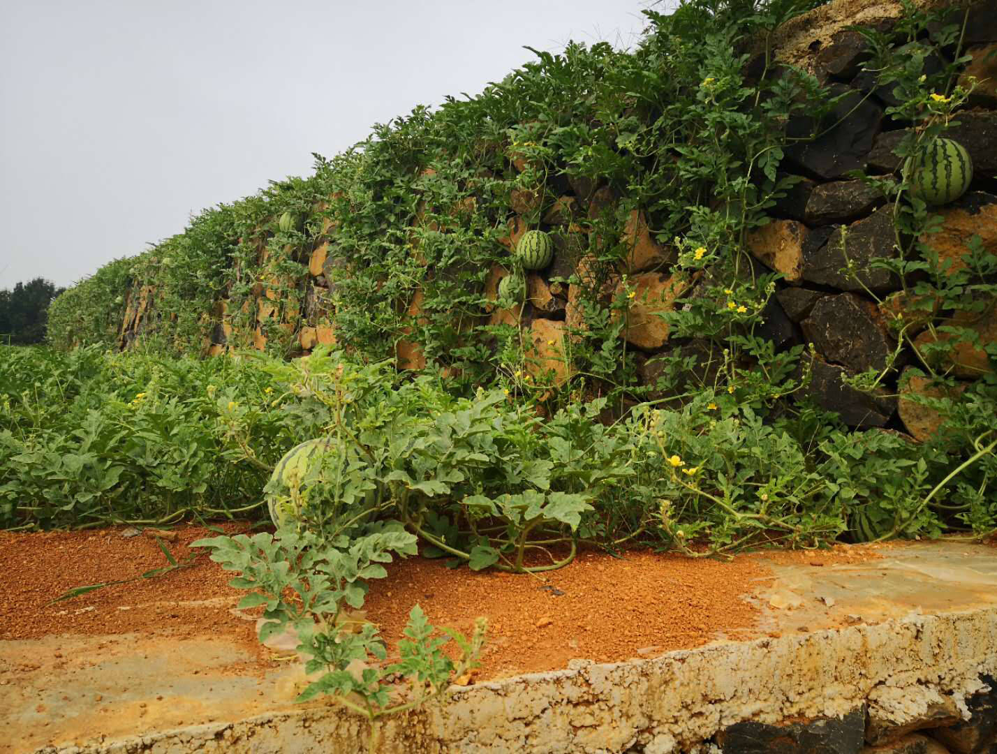 佐村:120多亩高山西瓜熟了!速抢!-搜狐大视野-搜狐新闻