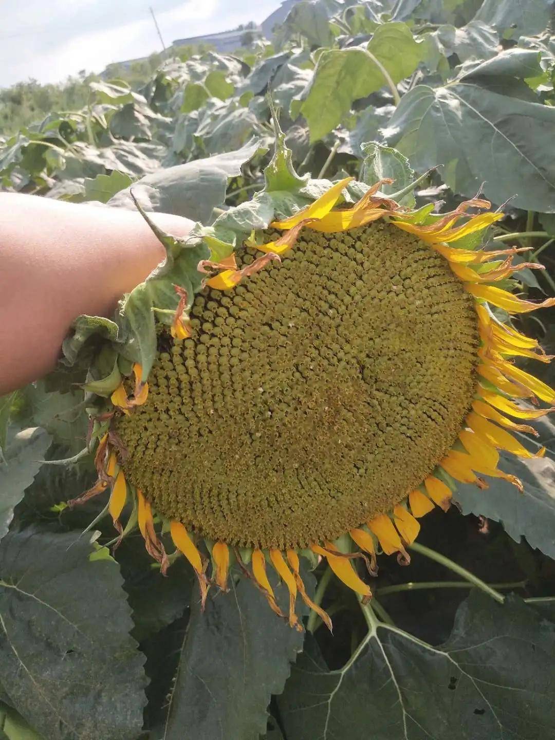 有人说,油葵每追逐一次太阳就产生一颗葵花籽.