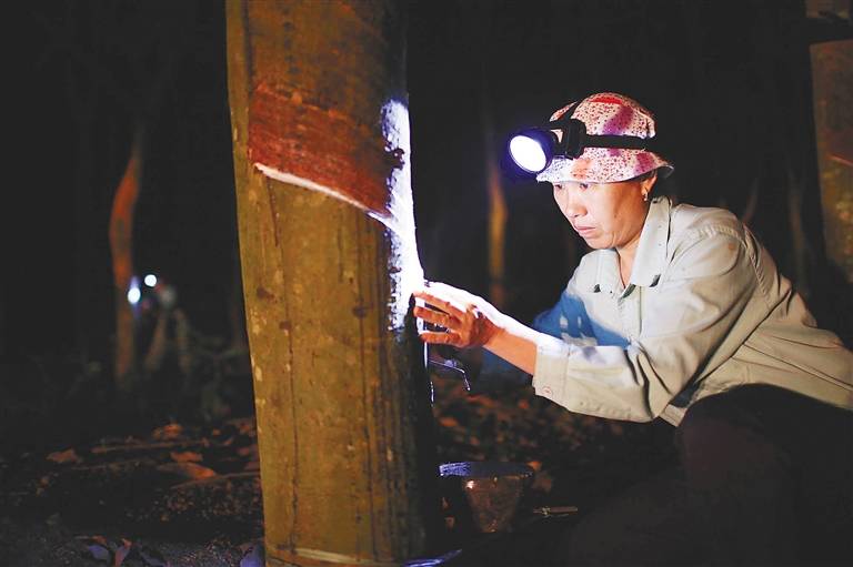 乳胶枕,你凭什么这么"贵"?_割胶