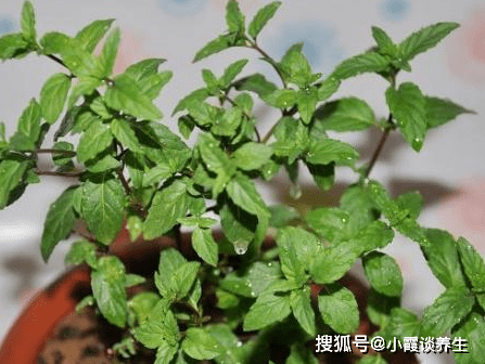 原创蚊子的克星并且可以快速止痒营养价值更是十分丰富速看