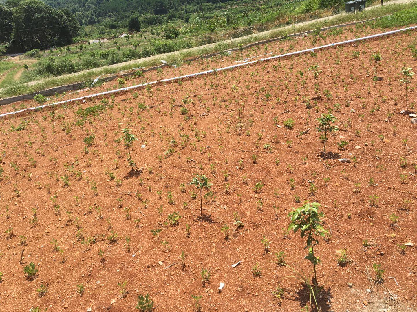建设美丽乡村——拆旧复垦之复绿篇(十七)