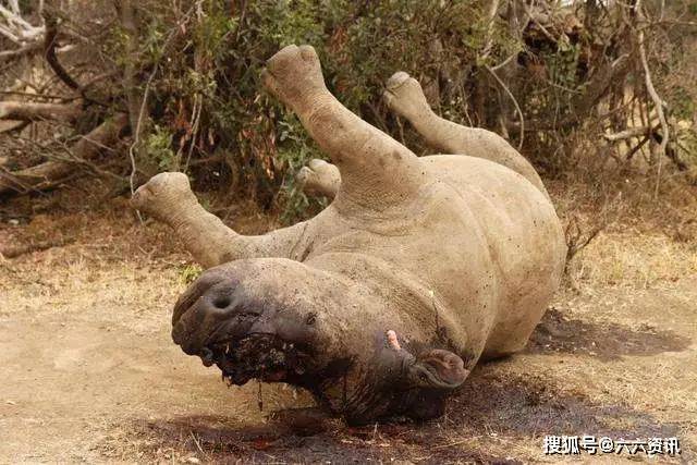 一組圖片告訴你人類到底有多殘忍直擊殘害動物震撼場景