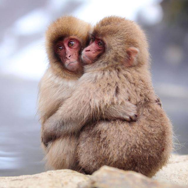 原创甲:来了一只猴,乙:公猴母猴?上世纪高校暗语,不是校内切口