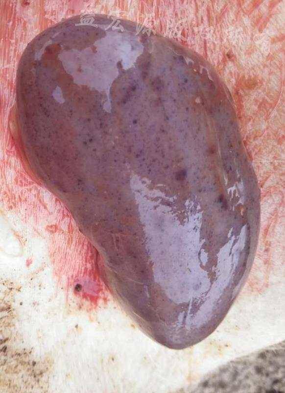 一个是脾脏肿大,另外一个肾脏有出血点,这个就是典型的猪瘟病毒,再者