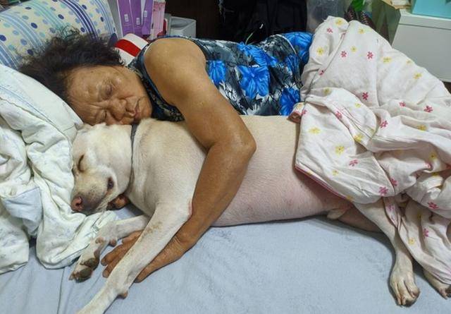 狗狗沦为"助眠神器",阿婆和女生都经常抱着取暖睡觉,满脸幸福