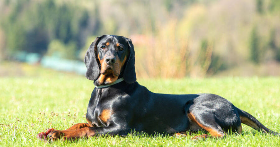 原创认识一下这5种波兰犬,最后一只超帅与忠诚集于一身