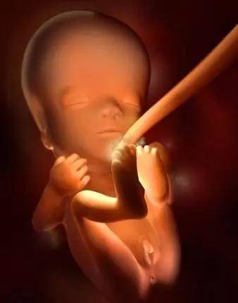 孕11周:生殖器发育(男) 胎儿身长约45～63毫米,体重约14克,胎儿开始能