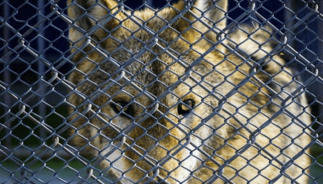 没有专注孩子学习就像一头困兽儿童正念冥想打破牢笼改变孩子大脑