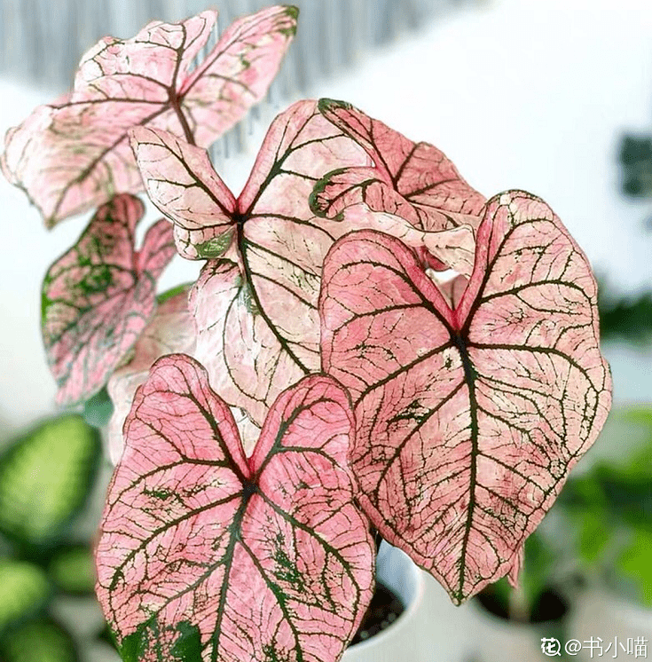 这5种植物叶子都是粉色的今年特别流行