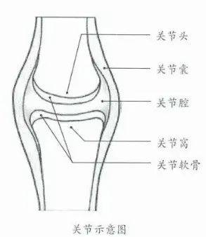 生物关节模式图图片