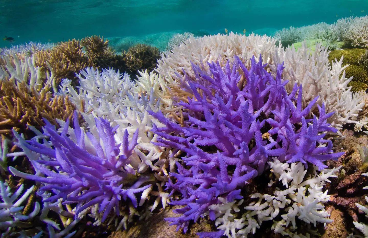 珊瑚得了白化病还能自救吗