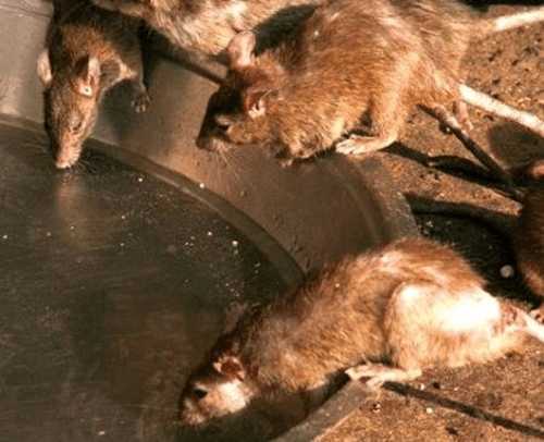 原创日本战败前把老鼠放在粮食里导致内蒙古惨死五万人