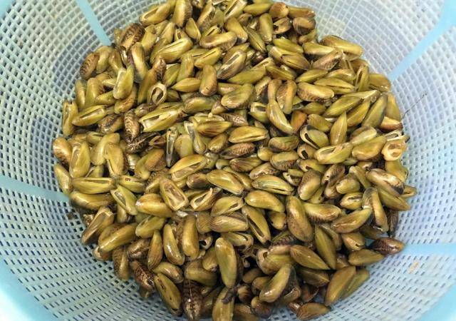 原创这4种海鲜,一般人都看不上,海边人才知道,这些其实都是极品