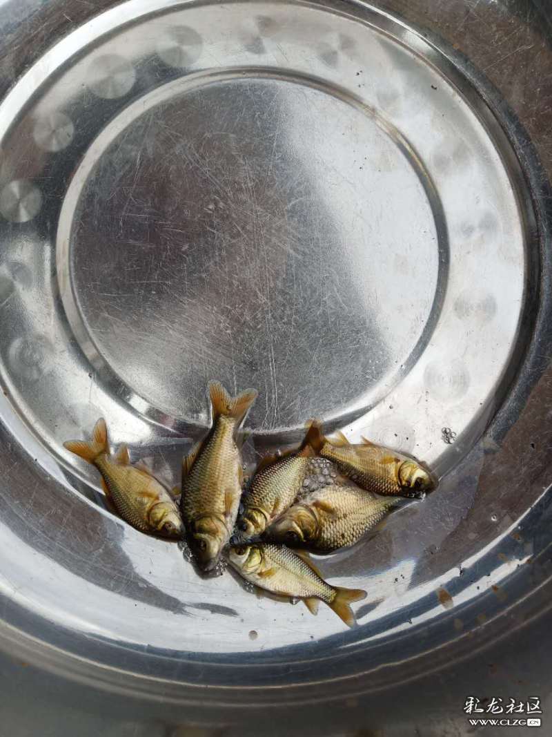 渔乐谷稻花鱼:又名"芙蓉鲤鲫"