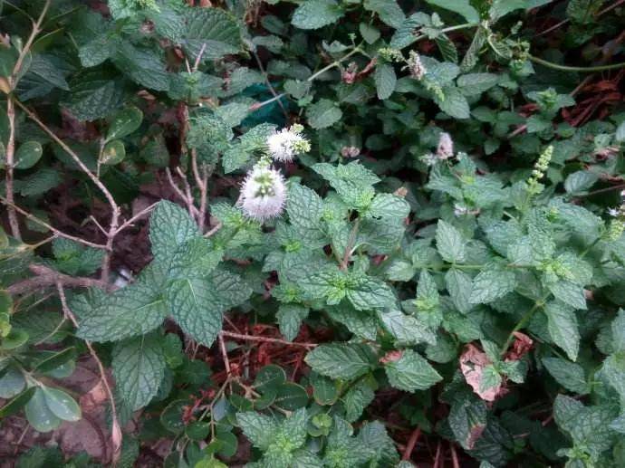 让人惊叹,譬如,麝香菜,留兰香,绿薄荷,香花菜,香薄荷,青薄荷,血香菜