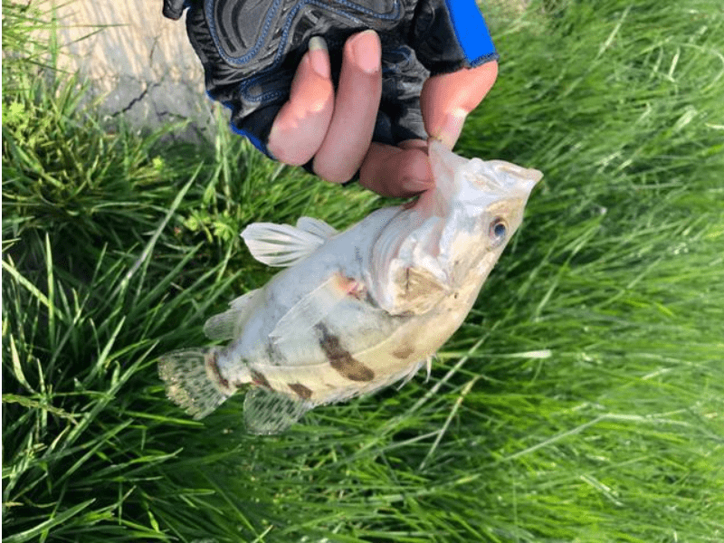 入秋後,大魚遊弋通道一般離岸較遠,無論是白天還是夜晚,在近處選用4.