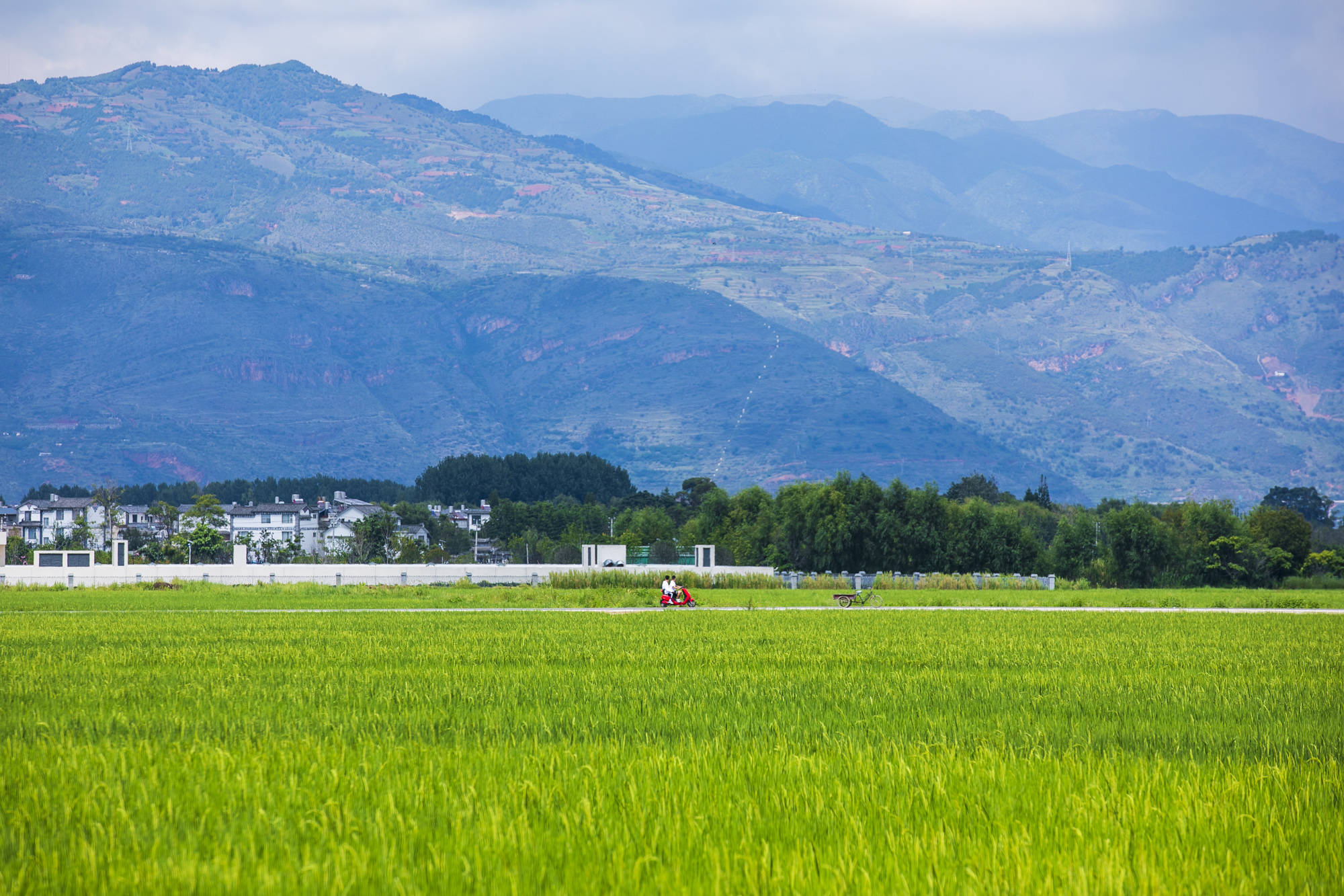 原创大理不止有浪漫的风花雪月,8月的稻田里,藏着最美的田园诗意