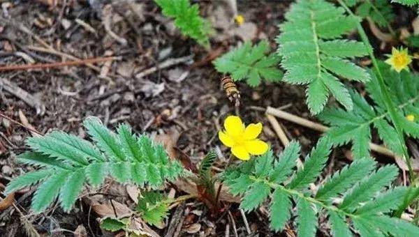 农村这种黄花草,价值堪比人参,我如果不说出来,还有人当杂草!