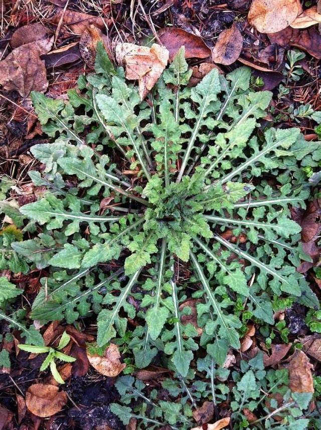 生在水塘边的野草,人称"花苦荬",都拿来喂猪,它可是珍贵药材_野菜