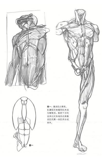 畫工超強的人體結構圖,教你畫人體素描,一波超棒的動態資料,收藏啦!