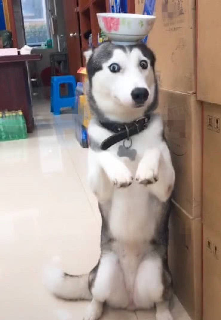 二哈搞破坏被主人罚顶碗,蹲着一动不敢动,露出的眼前亮了!_手机搜狐网