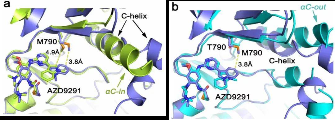 jmc | de shaw与北京大学通过md模拟揭示egfr抑制剂奥西替尼的选择性