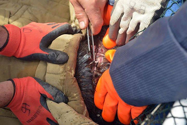 被塑料渔网勒住脖子绝望小海豹静静等待死亡结果等来了奇迹