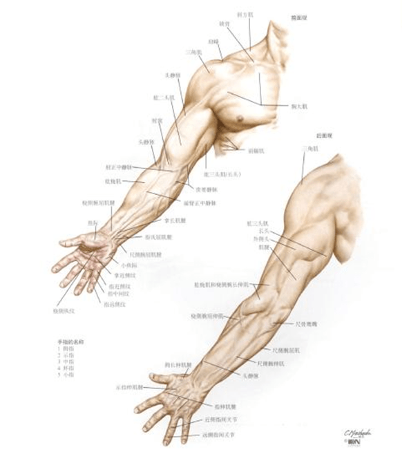 上肢包括哪些部位图片图片