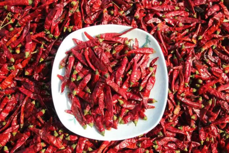 遵义市市长黄伟:江山多椒美如画 生态贵椒香天下