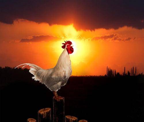 不要再糊涂了:即使公鸡不打鸣,太阳也会照样升起,两者没有必然的因果