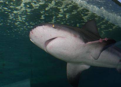 唯一能在盐水和淡水生活的鲨鱼与大白鲨沙虎鲨同列