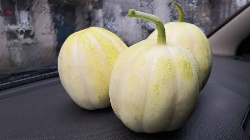 青甜二号甜瓜种子 早熟抗病甜瓜品种