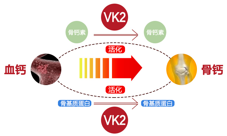 ②维生素k2 d3,协同增效维生素d3和k2在钙吸收和传送到骨骼组织过程中