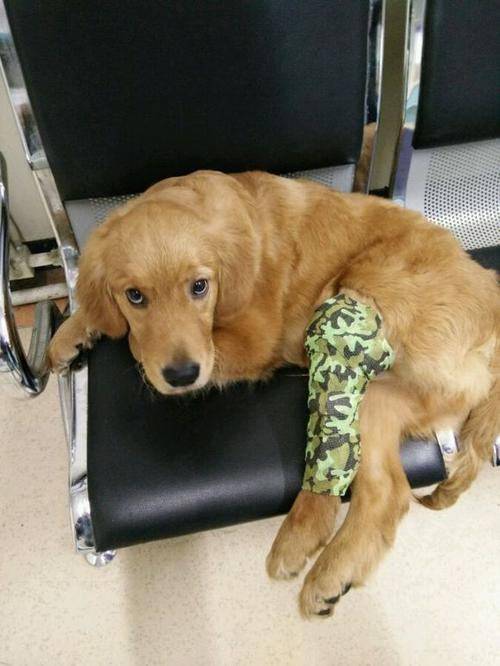 狗狗骨折后这样护理,可能会直接导致狗狗骨头长歪!