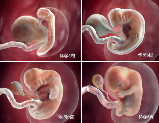 怀胎十月胎儿成长图图片