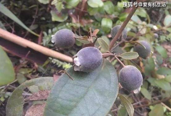 8月農村山上一顆顆飽滿的野果掛滿枝頭果形似縮小版酒杯酸甜芳香